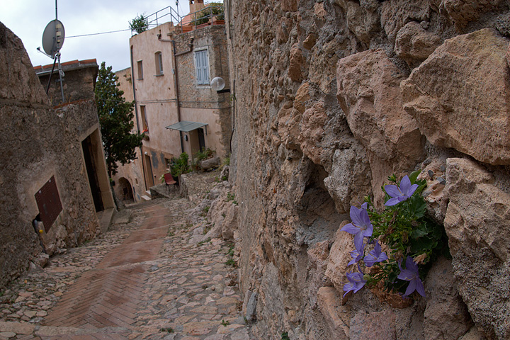 Campanula isophylla e C. fragilis subsp. cavolinii